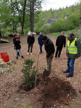 zasaditev smrekic (4)